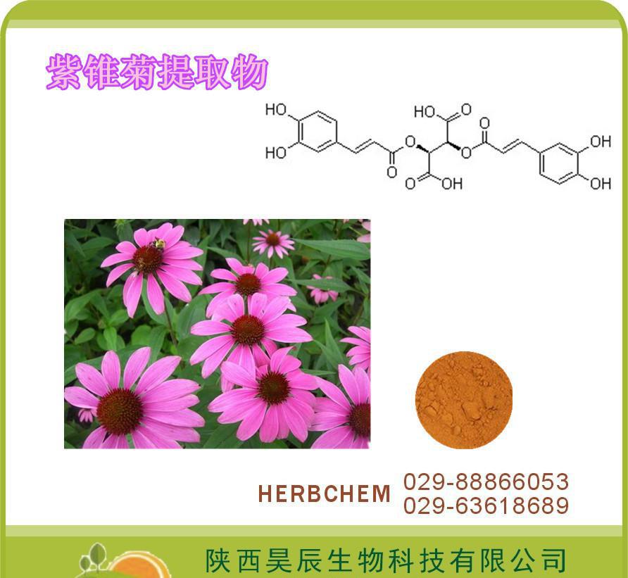 （绿色植物提取物）紫锥菊多酚≥ 4% HPLC  供货，包邮
