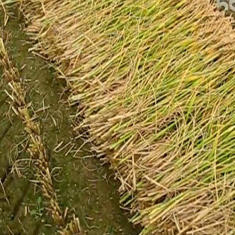 沈阳地区高效多功能牧草割晒机 质保 四轮前置割晒机 农业收割机械 小型稻麦割晒机